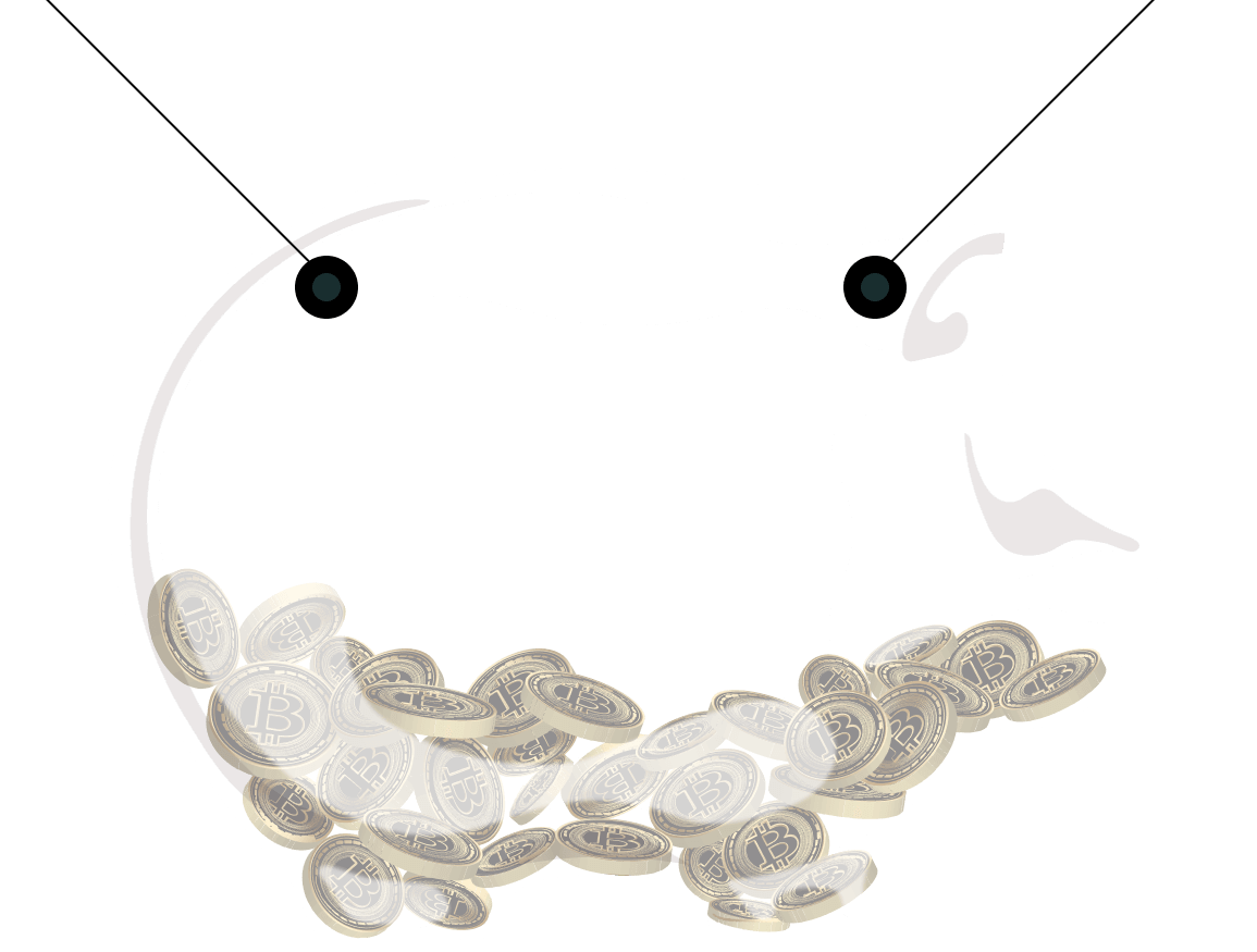 pig